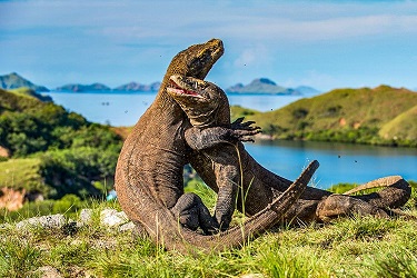 pemandangan alam taman nasional komodo